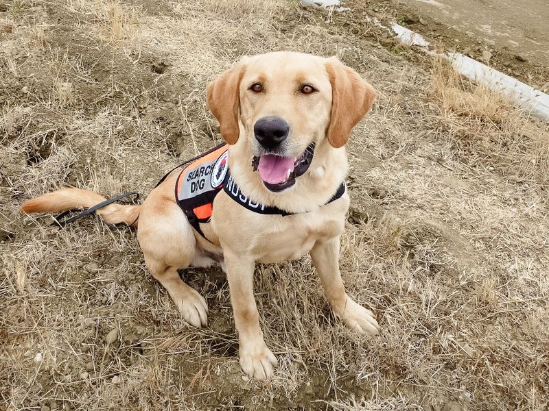 Labrador Retriever