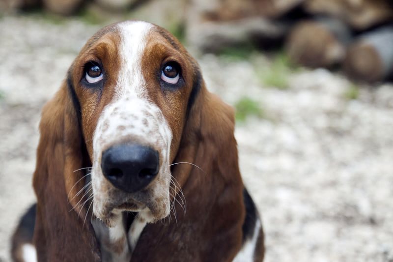22. Basset Hound