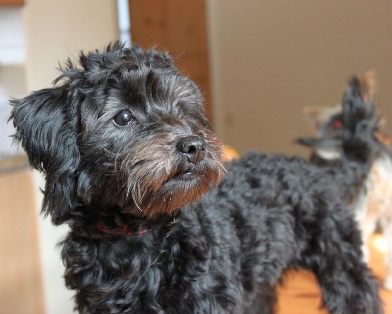 Yorkie Poo