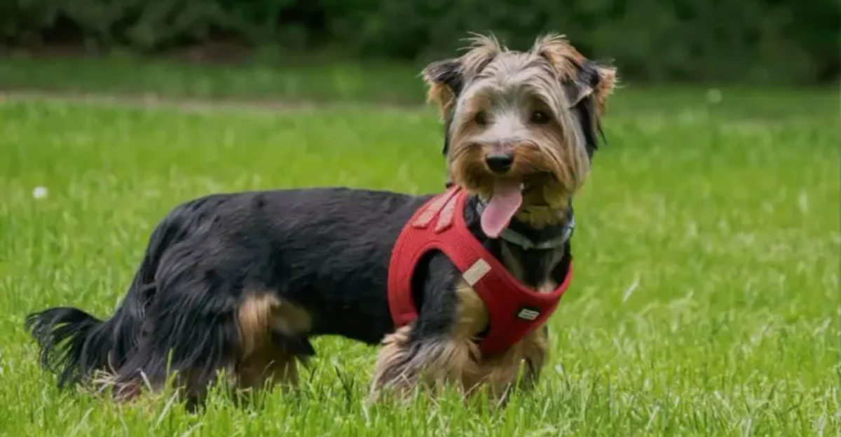 22 Adorable Yorkie Mixes You’ll Fall In Love With