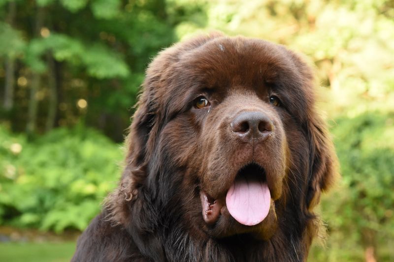 23. Newfoundland