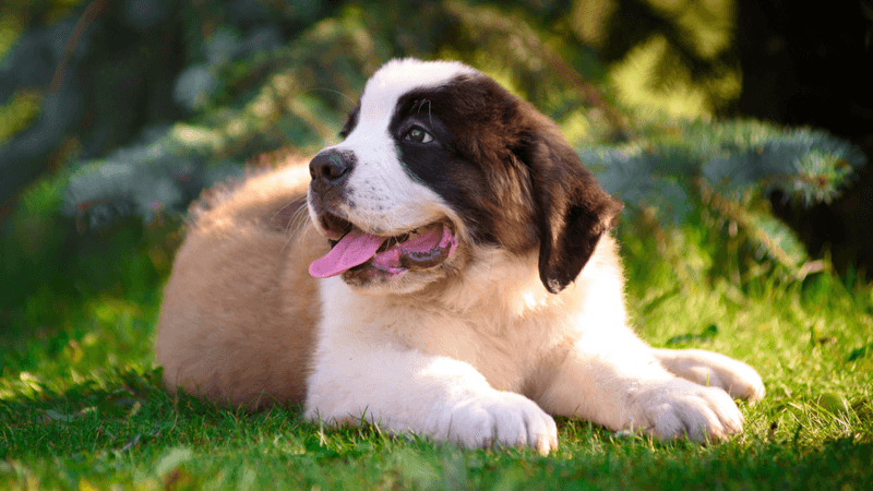 24. Saint Bernard