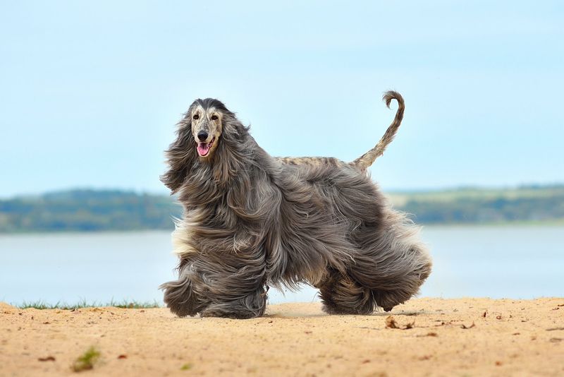 Afghan Hound