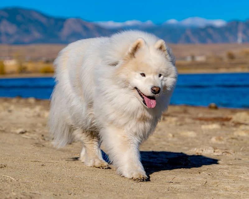 25. Samoyed