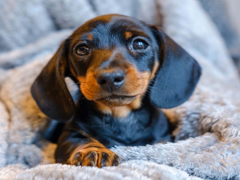 3. Dachshund