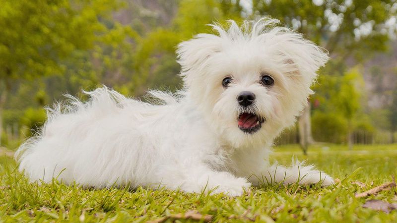 4. Maltese