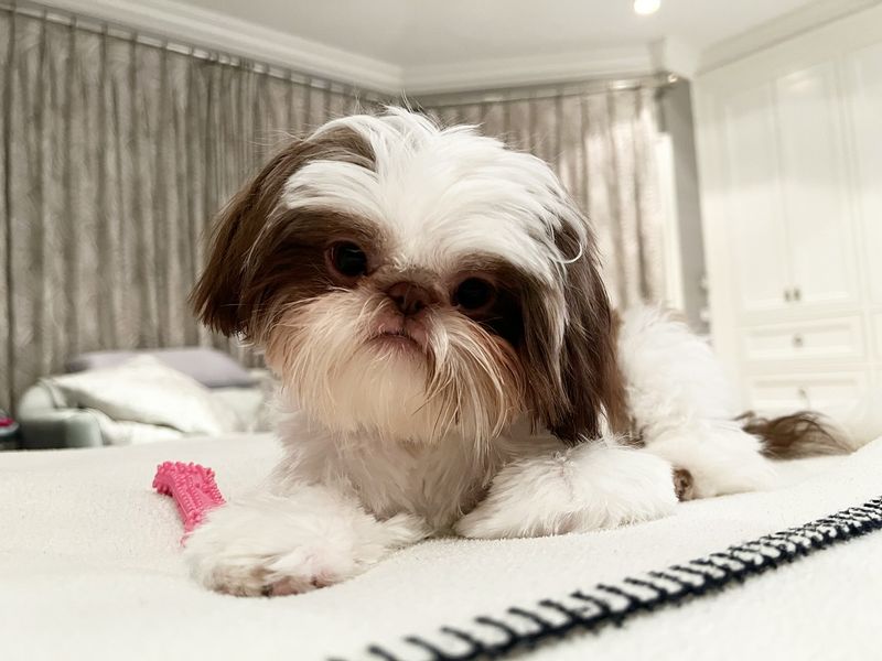 5. Shih Tzu