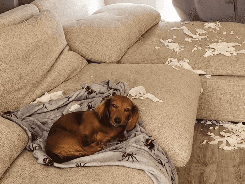 Dachshund