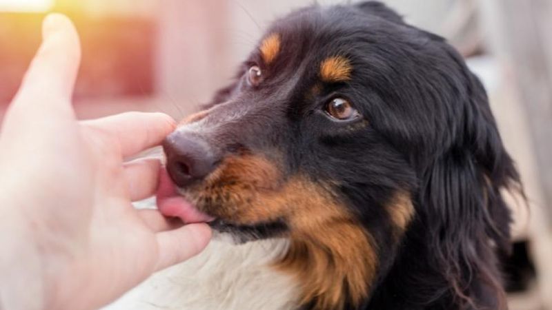 Excessive Licking