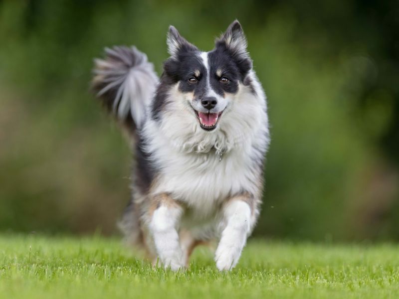 Unwavering Herding Instinct
