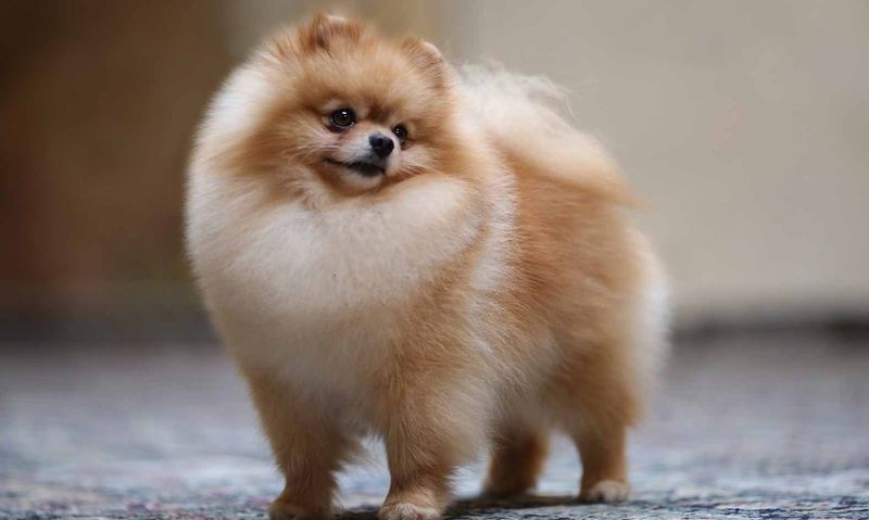 6. Fluffy Charm