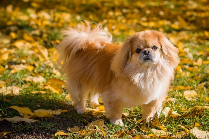 6. Pekingese