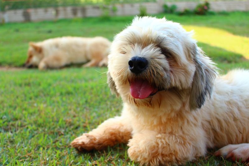 7. Lhasa Apso