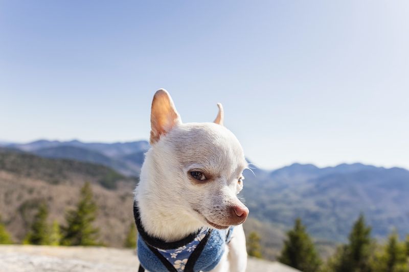 Chihuahua
