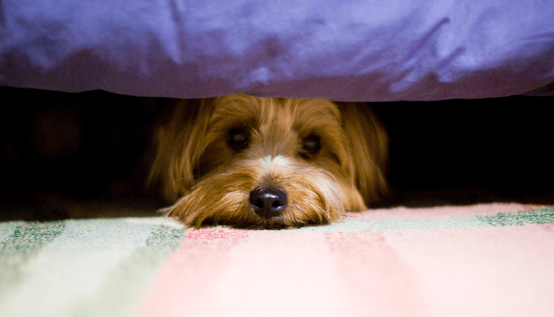Loud Noises: Thunderstorms and Fireworks