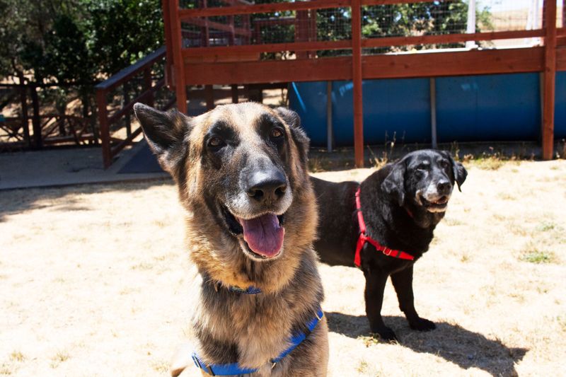 Elderly Dogs Slowing Down