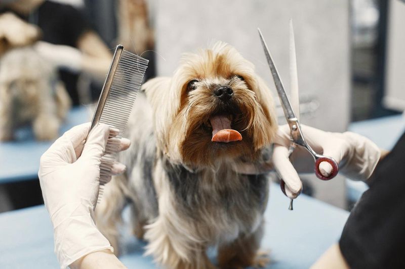 Gradual Exposure to Grooming Tools