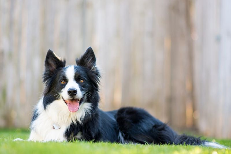 8. Border Collie