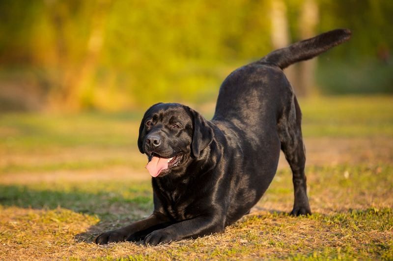 Labrador Retriever