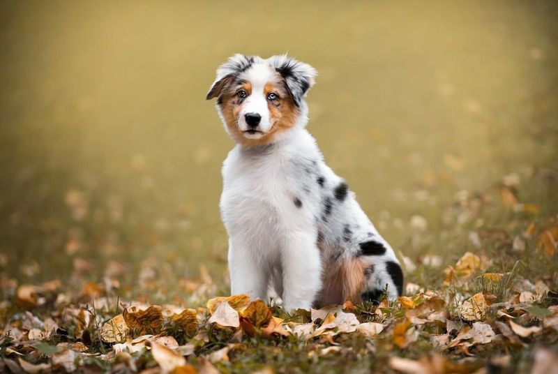 Australian Shepherd