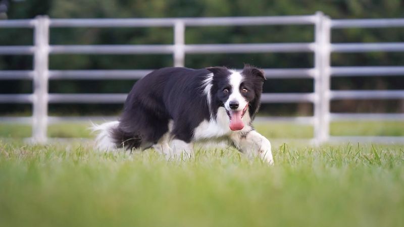 Border Collie