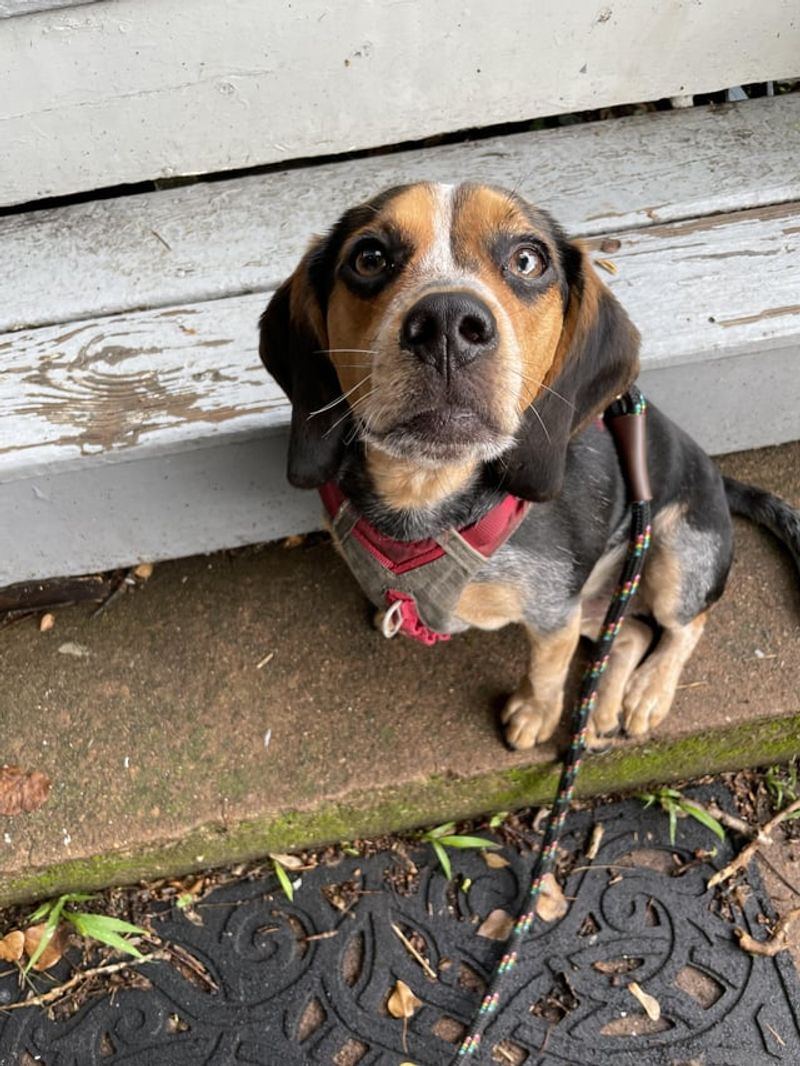 Buddy the Beagle
