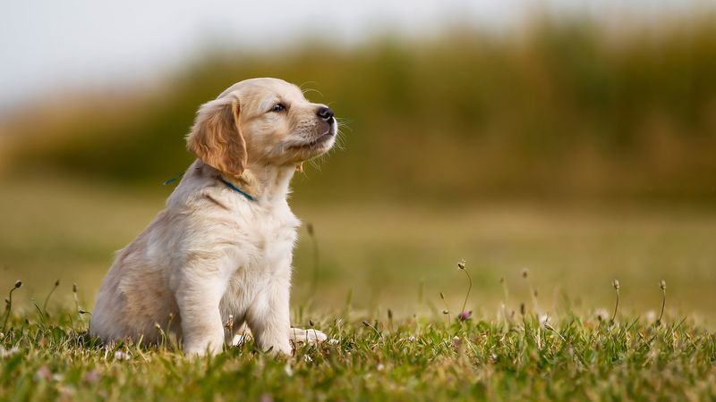 Understand: Sit