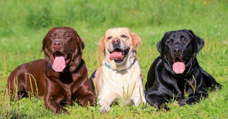 10. Labrador Retriever