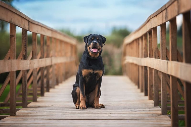 Loyal Protector: The Rottweiler