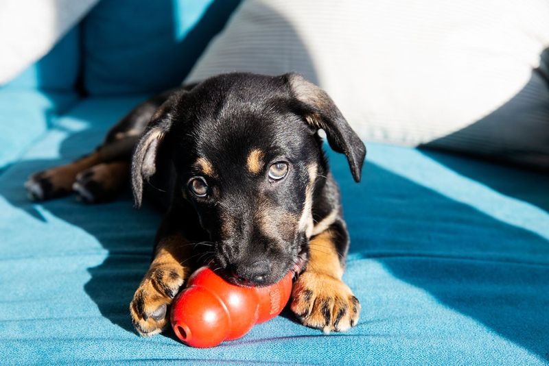 Dogs Need to Chew Bones for Healthy Teeth