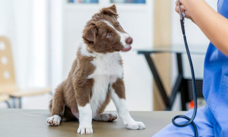 First Trip to Vet