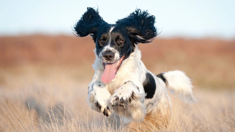 Joyful Playfulness