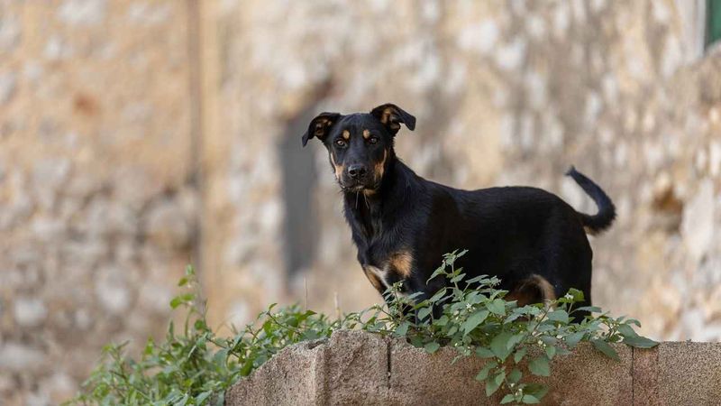 Vigilant Watchdogs