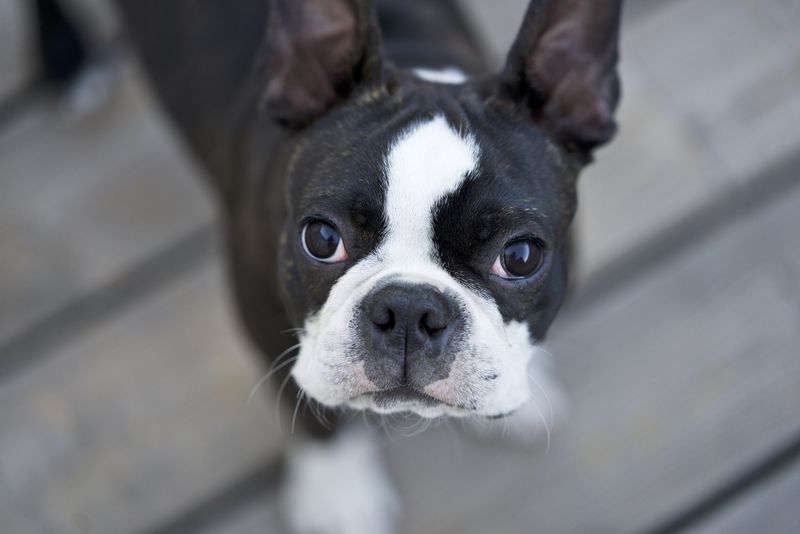 Minimal Barking
