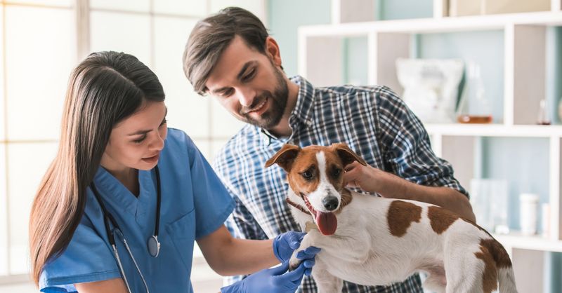 Regular Veterinary Check-Ups