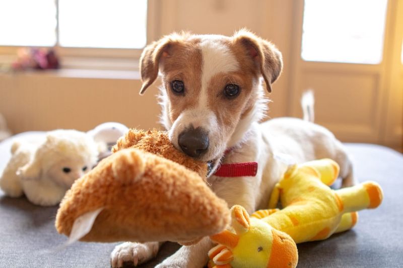 Support Rescues with Your Purchases