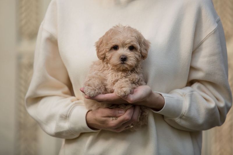 Gentle Maltipoo