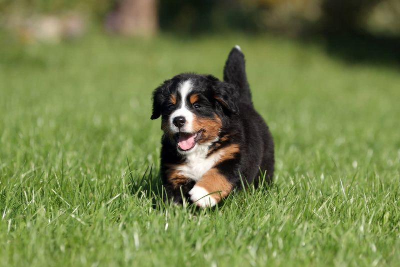 Morning Romps in the Park