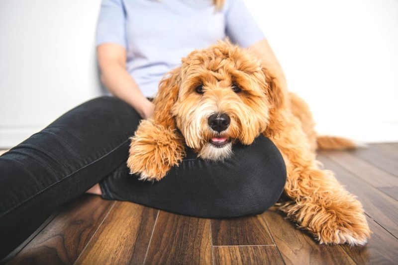 Loving Labradoodle