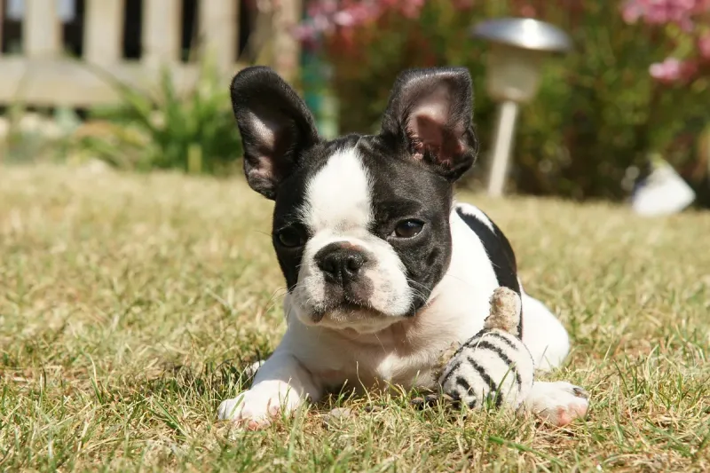 Easygoing Temperament