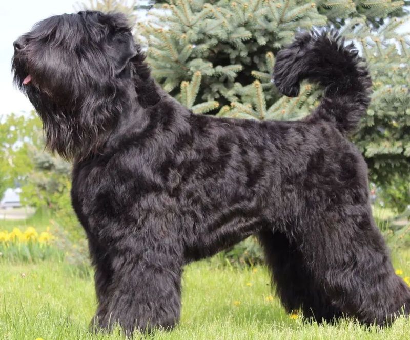 Russian Blue Terrier