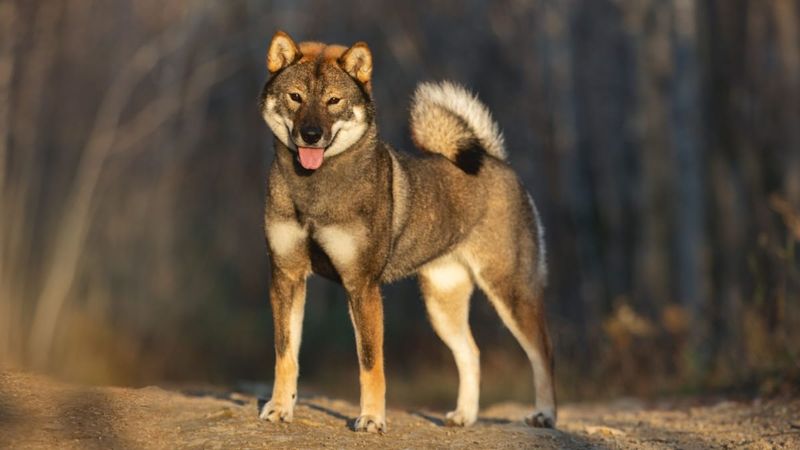 Shikoku