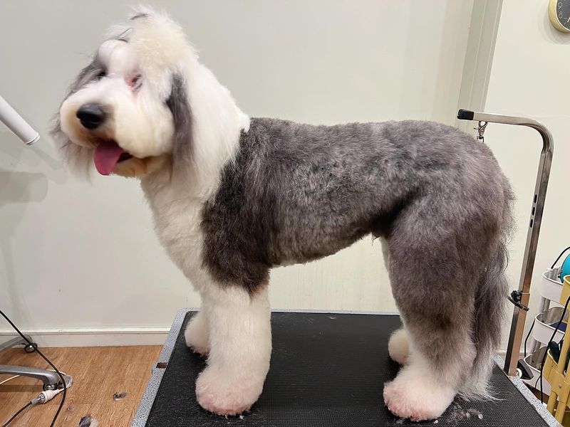 Old English Sheepdog