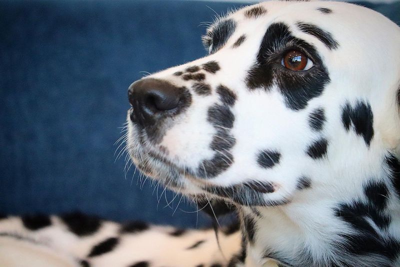 Dalmatian