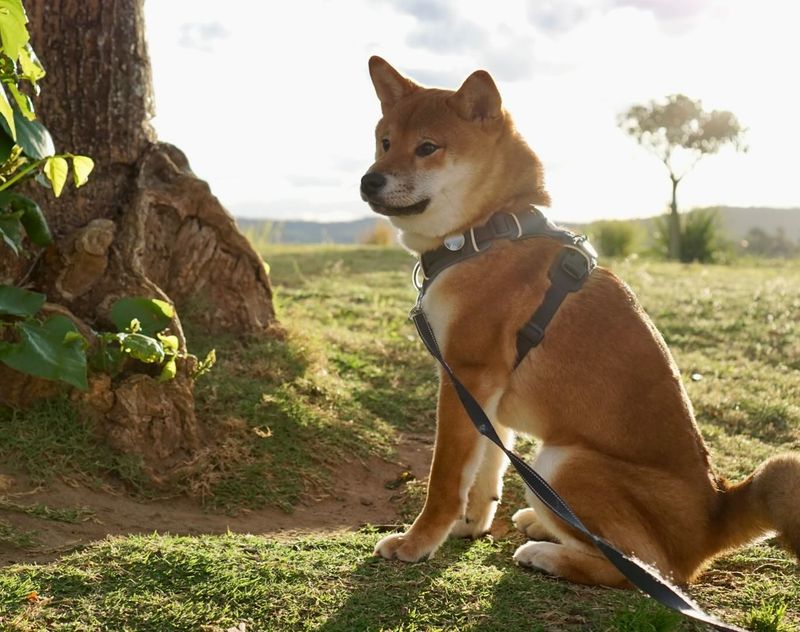 Shiba Inu