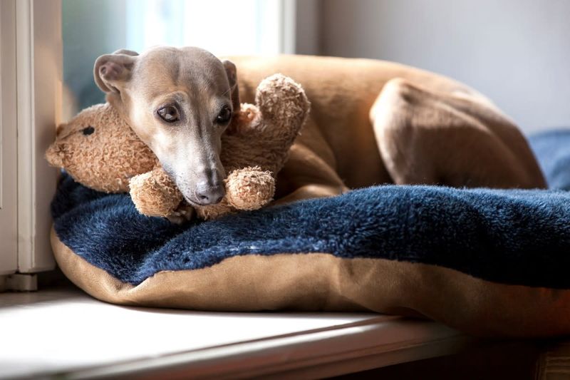 Italian Greyhound