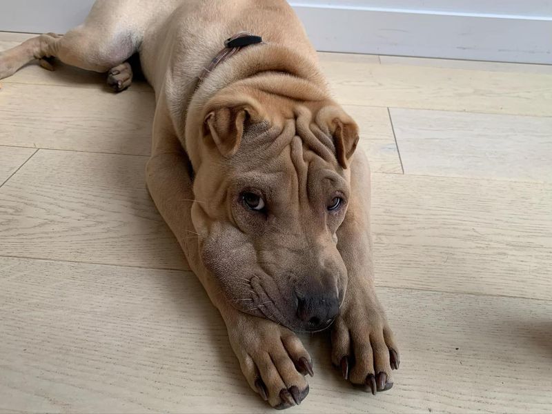 Shar Pei