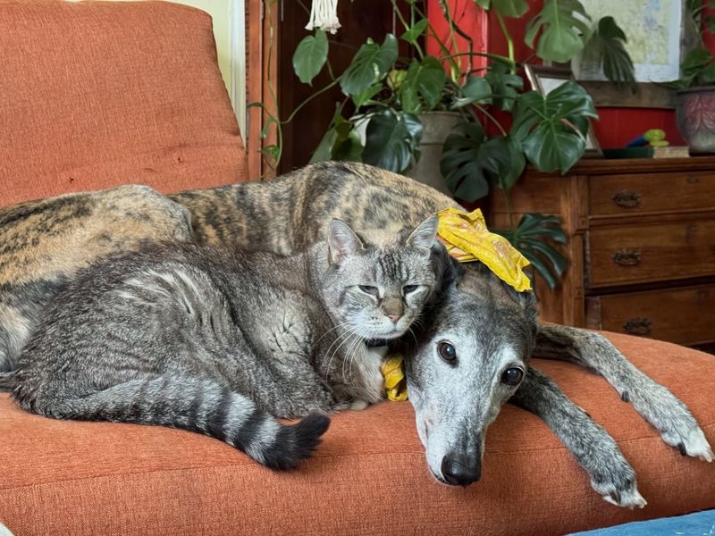 Greyhound