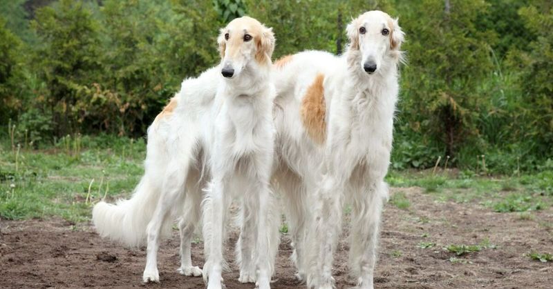 Borzoi