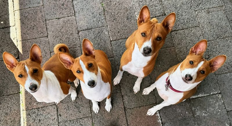 Basenji